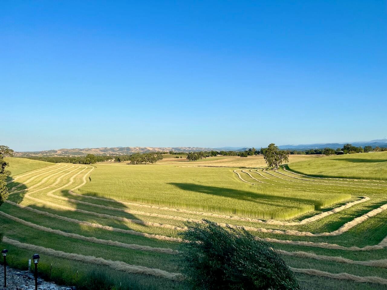 Rows of cut hay curving across a green field on rolling hills, with oak trees under a clear blue sky